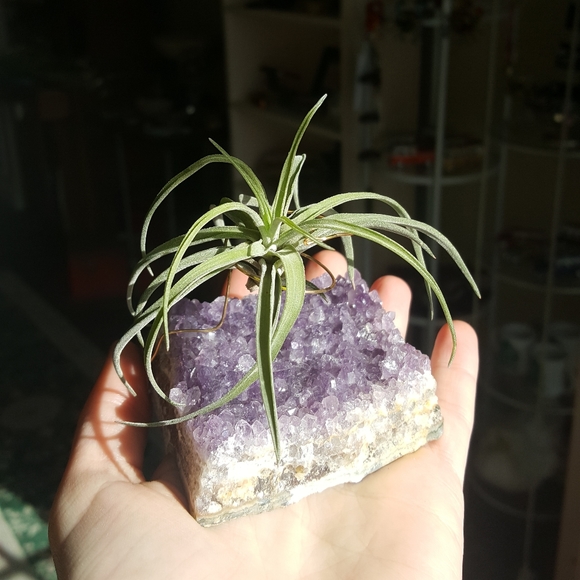 Lovely Amethyst Raw Crystal Decor with Airplant - Picture 5 of 5